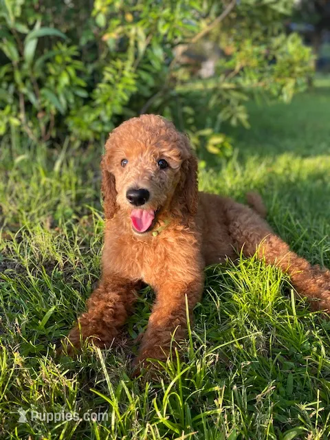 Glamorous Green collar – Poodle - Standard  puppy for sale in Navarre, FL