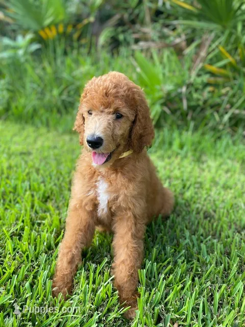 Yours Truly Yellow collar – Poodle - Standard  puppy for sale in Navarre, FL