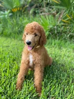 Yours Truly Yellow collar, a female Poodle - Standard  for sale in Navarre, FL – 1 of 3