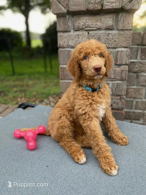 Brilliant Blue collar  – Poodle - Standard  puppy on hold in Navarre, FL