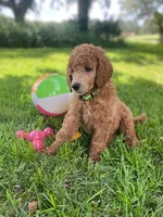 Glamorous Green collar, a female Poodle - Standard  for sale in Navarre, FL – 2 of 3