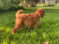 Yours Truly Yellow collar, a female Poodle - Standard  for sale in Navarre, FL – 3 of 3