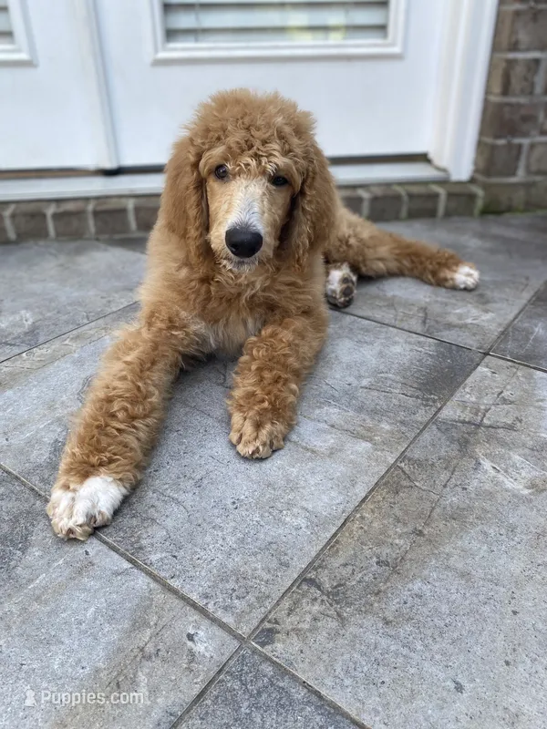 Good-natured Gray collar – Poodle - Standard  puppy on hold in Navarre, FL