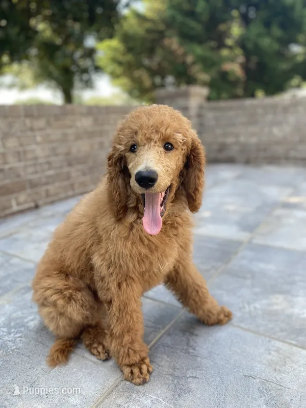 Glamorous Green collar – Poodle - Standard  puppy on hold in Navarre, FL