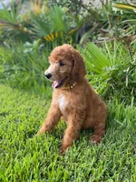 Yours Truly Yellow collar, a female Poodle - Standard  for sale in Navarre, FL – 2 of 3