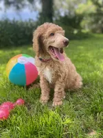 Pretty in Pink collar, a female Poodle - Standard  for sale in Navarre, FL – 2 of 5