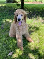 Radiant Red collar, a female Poodle - Standard  for sale in Navarre, FL – 3 of 4