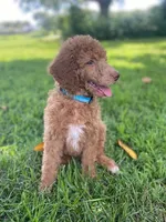 Brilliant Blue collar , a female Poodle - Standard  for sale in Navarre, FL – 3 of 4