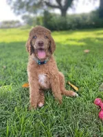 Brilliant Blue collar , a female Poodle - Standard  for sale in Navarre, FL – 2 of 4