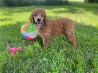 Glamorous Green collar, a female Poodle - Standard  for sale in Navarre, FL – 3 of 3