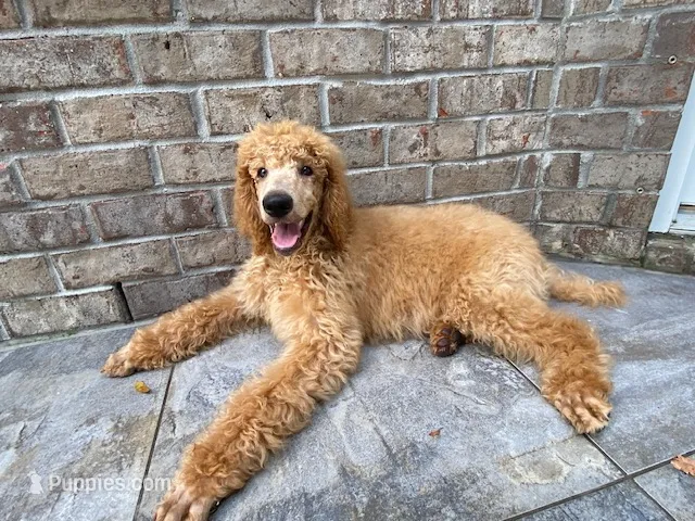 Radiant Red collar – Poodle - Standard  puppy for sale in Navarre, FL