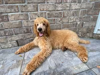 Radiant Red collar, a female Poodle - Standard  for sale in Navarre, FL – 1 of 4