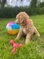 Pretty in Pink collar, a female Poodle - Standard  for sale in Navarre, FL – 4 of 5