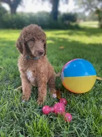 Brilliant Blue collar , a female Poodle - Standard  for sale in Navarre, FL – 1 of 4