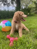 Pretty in Pink collar, a female Poodle - Standard  for sale in Navarre, FL – 5 of 5