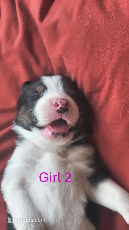 Willow – Australian Shepherd, Great Pyrenees puppy for sale in Alamosa, CO