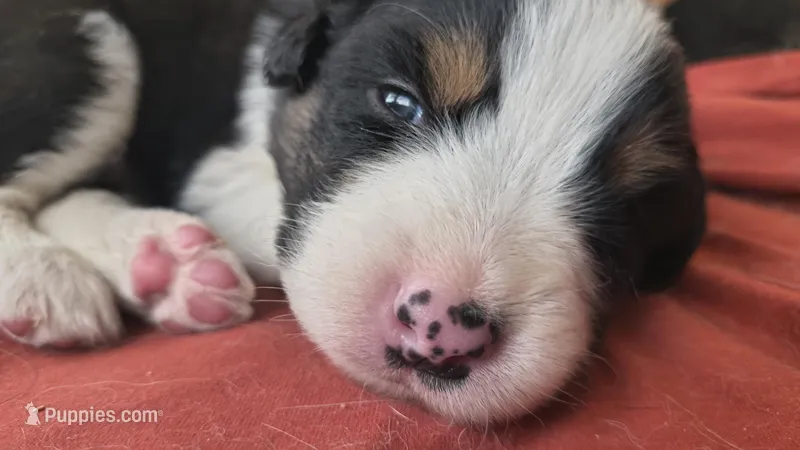 Willow – Australian Shepherd, Great Pyrenees puppy for sale in Alamosa, CO
