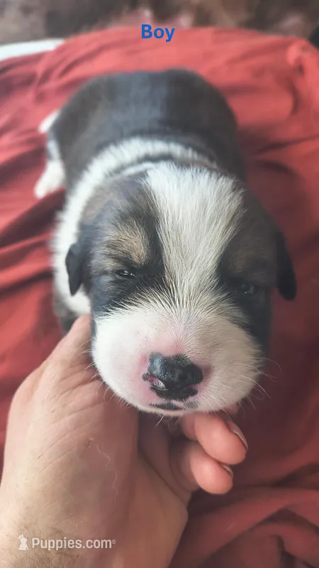 Buck – Australian Shepherd, Great Pyrenees puppy on hold in Alamosa, CO