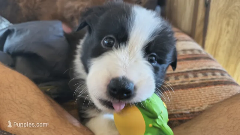Nala – Australian Shepherd, Great Pyrenees puppy for sale in Alamosa, CO