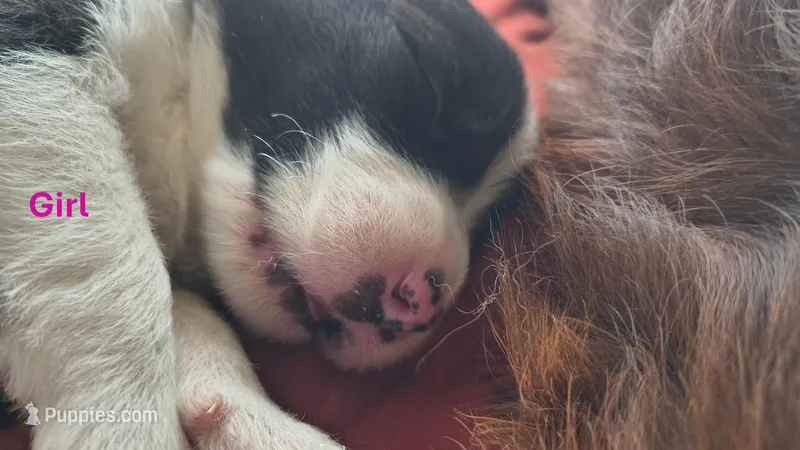 Luna – Australian Shepherd, Great Pyrenees puppy for sale in Alamosa, CO