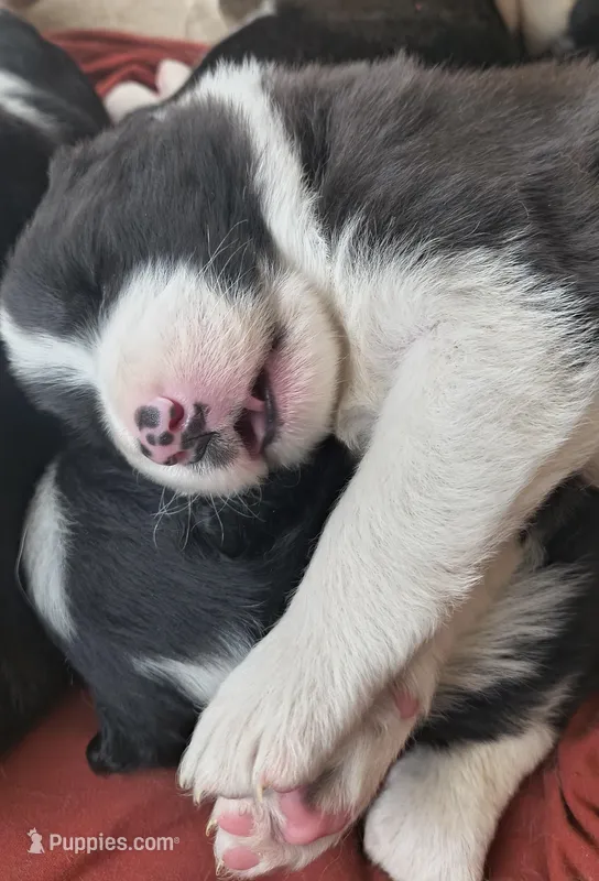 Luna – Australian Shepherd, Great Pyrenees puppy for sale in Alamosa, CO
