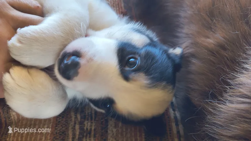 Freya – Australian Shepherd, Great Pyrenees puppy for sale in Alamosa, CO