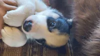 Freya, a female Australian Shepherd and Great Pyrenees for sale in Alamosa, CO – 1 of 4