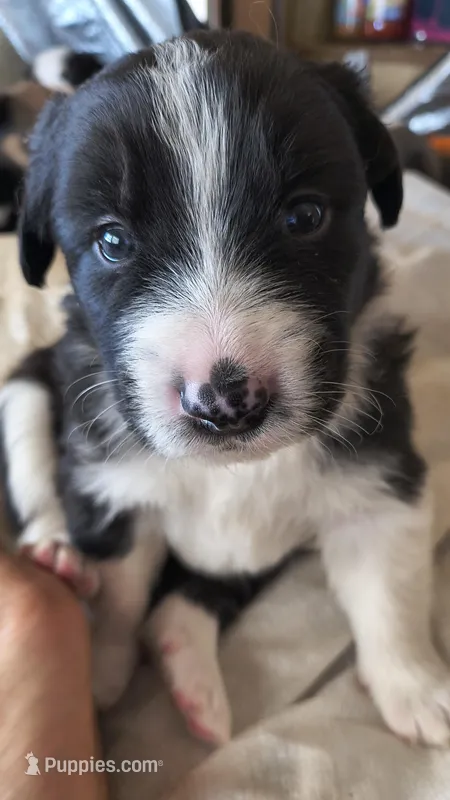 Max – Australian Shepherd, Great Pyrenees puppy for sale in Alamosa, CO