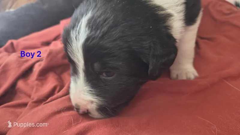 Max – Australian Shepherd, Great Pyrenees puppy for sale in Alamosa, CO
