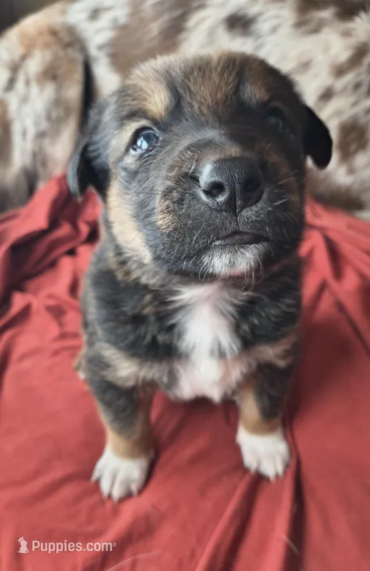 Bear – Australian Shepherd, Great Pyrenees puppy for sale in Alamosa, CO