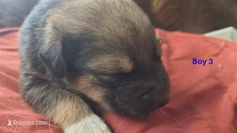 Bear – Australian Shepherd, Great Pyrenees puppy for sale in Alamosa, CO