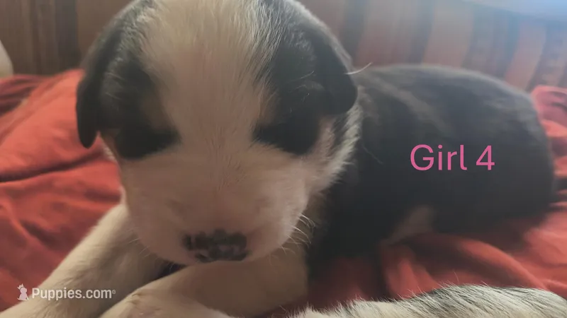 Freya – Australian Shepherd, Great Pyrenees puppy for sale in Alamosa, CO