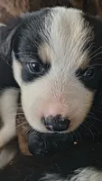 Freya, a female Australian Shepherd and Great Pyrenees for sale in Alamosa, CO – 4 of 4