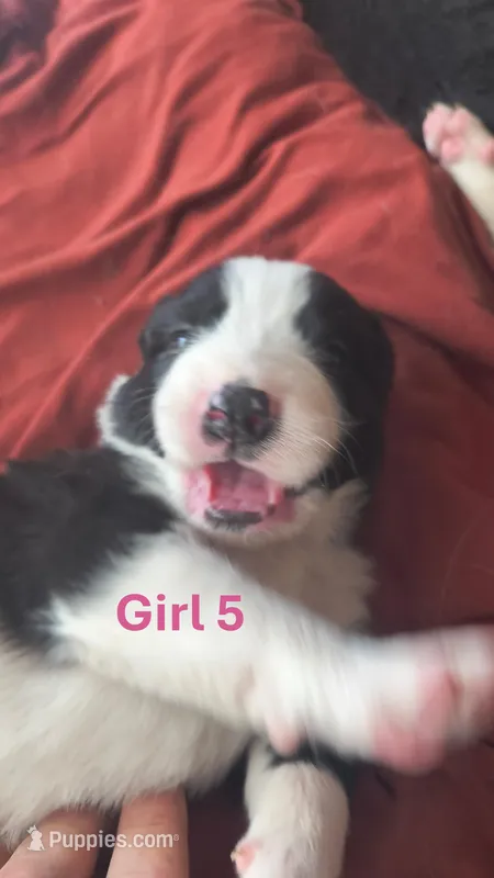 Olive – Australian Shepherd, Great Pyrenees puppy for sale in Alamosa, CO
