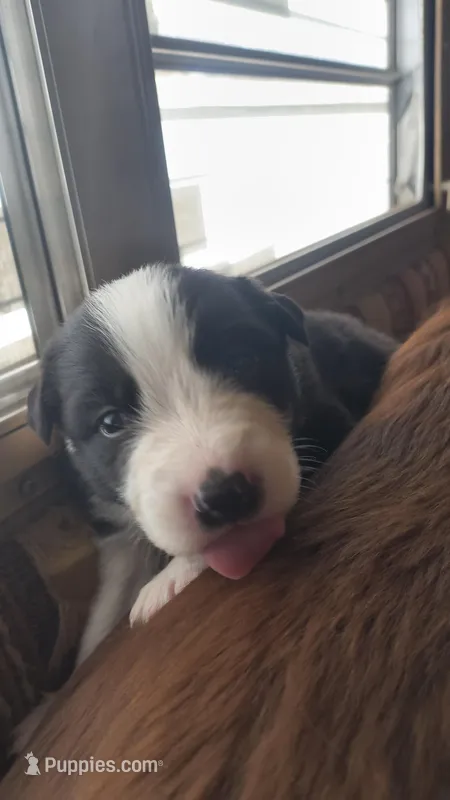 Olive – Australian Shepherd, Great Pyrenees puppy for sale in Alamosa, CO