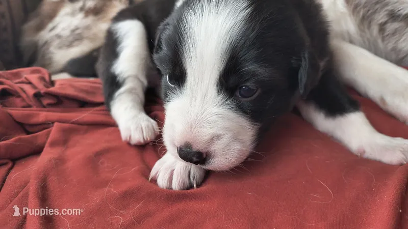 Olive – Australian Shepherd, Great Pyrenees puppy for sale in Alamosa, CO