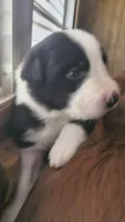 Olive, a female Australian Shepherd and Great Pyrenees for sale in Alamosa, CO – 8 of 8