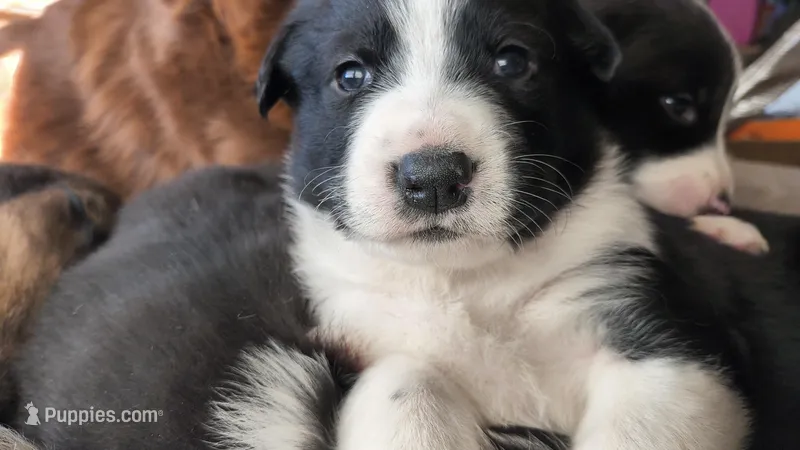 Nala – Australian Shepherd, Great Pyrenees puppy for sale in Alamosa, CO