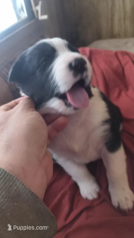 Nala – Australian Shepherd, Great Pyrenees puppy for sale in Alamosa, CO