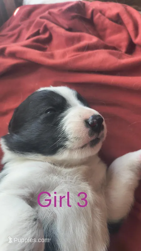 Nala – Australian Shepherd, Great Pyrenees puppy for sale in Alamosa, CO