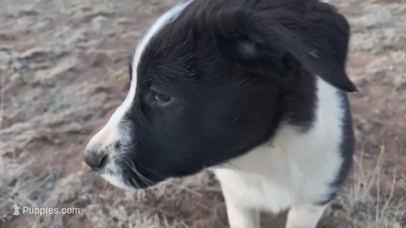 Olive – Australian Shepherd, Great Pyrenees puppy for sale in Alamosa, CO