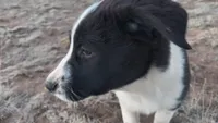 Olive, a female Australian Shepherd and Great Pyrenees for sale in Alamosa, CO – 1 of 8