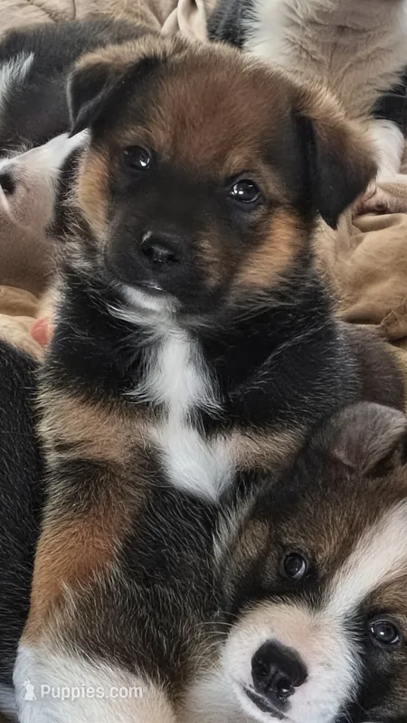 Bear – Australian Shepherd, Great Pyrenees puppy for sale in Alamosa, CO
