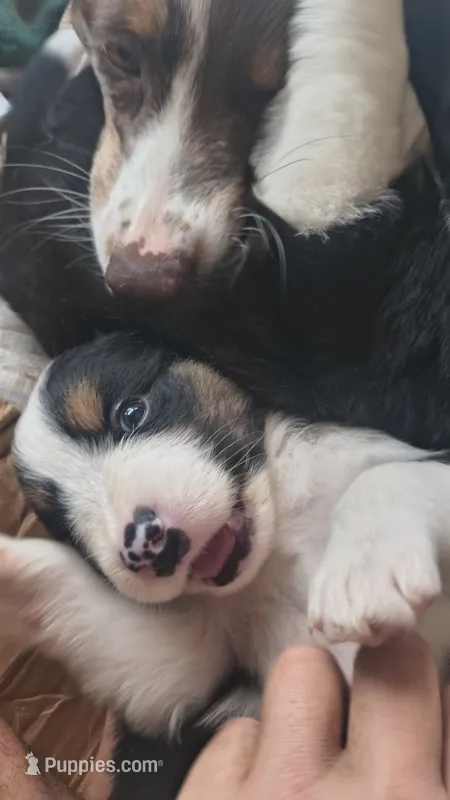 Willow – Australian Shepherd, Great Pyrenees puppy for sale in Alamosa, CO