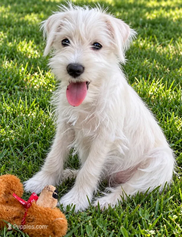 Everly – Miniature Schnauzer puppy for sale in Kenney, IL