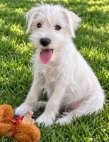 Everly, a female Miniature Schnauzer for sale in Kenney, IL – 1 of 1