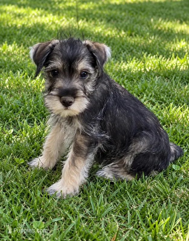 Stewey – Miniature Schnauzer puppy for sale in Kenney, IL