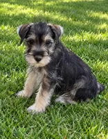 Stewey, a male Miniature Schnauzer for sale in Kenney, IL – 1 of 1