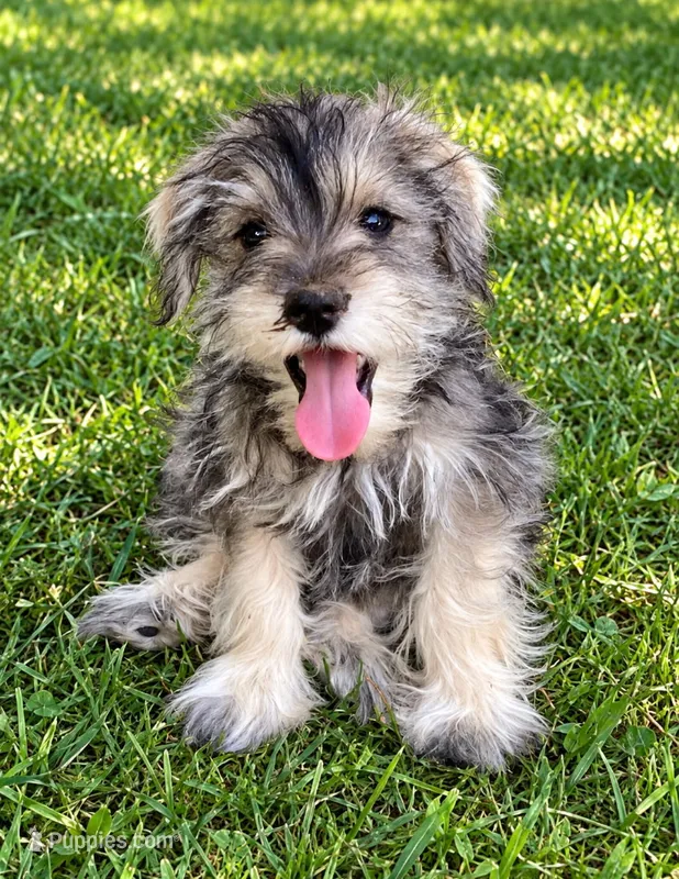 Razzles – Miniature Schnauzer puppy for sale in Kenney, IL