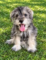 Razzles, a male Miniature Schnauzer for sale in Kenney, IL – 1 of 1